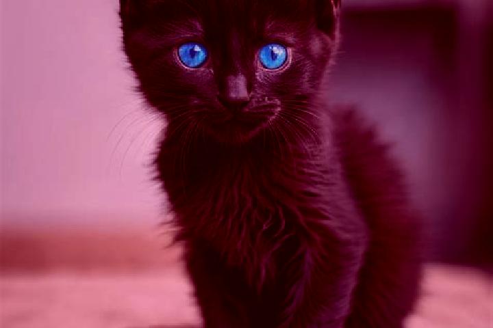 Zoey, 33, a black blue-eyed mediterranean companion based in Barabant. Offering OWO, Roleplay, Tantra, GFE. Available for incall and outcall, overnight booki...